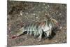 Keel Tail Mantis Shrimp-Hal Beral-Mounted Photographic Print