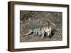 Keel Tail Mantis Shrimp-Hal Beral-Framed Photographic Print