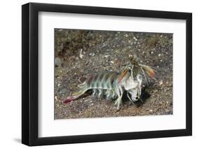 Keel Tail Mantis Shrimp-Hal Beral-Framed Photographic Print