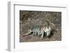 Keel Tail Mantis Shrimp-Hal Beral-Framed Photographic Print