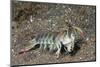 Keel Tail Mantis Shrimp-Hal Beral-Mounted Photographic Print