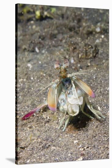 Keel Tail Mantis Shrimp-Hal Beral-Stretched Canvas