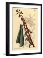 Keeled Gasteria, Gasteria Carinata-Sydenham Teast Edwards-Framed Giclee Print