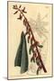 Keeled Gasteria, Gasteria Carinata-Sydenham Teast Edwards-Mounted Giclee Print