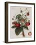 Keen's Strawberry Seedling-null-Framed Giclee Print