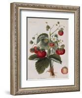 Keen's Strawberry Seedling-null-Framed Giclee Print