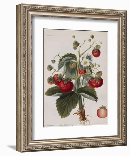 Keen's Strawberry Seedling-null-Framed Giclee Print