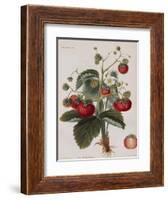 Keen's Strawberry Seedling-null-Framed Giclee Print