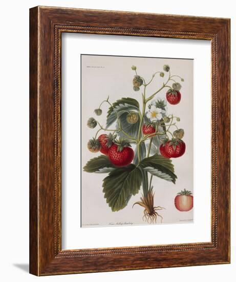 Keen's Strawberry Seedling-null-Framed Giclee Print