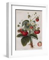 Keen's Strawberry Seedling-null-Framed Giclee Print