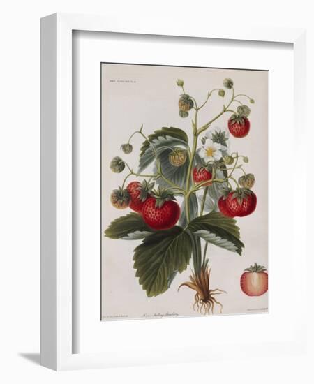 Keen's Strawberry Seedling-null-Framed Giclee Print