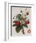 Keen's Strawberry Seedling-null-Framed Giclee Print