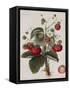 Keen's Strawberry Seedling-null-Framed Stretched Canvas