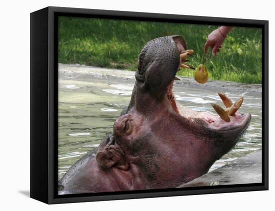 Keeper Feeds a Hippopotamus at the Kiev's Zoo, Ukraine-null-Framed Stretched Canvas