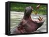 Keeper Feeds a Hippopotamus at the Kiev's Zoo, Ukraine-null-Framed Stretched Canvas