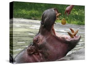 Keeper Feeds a Hippopotamus at the Kiev's Zoo, Ukraine-null-Stretched Canvas