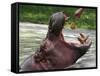 Keeper Feeds a Hippopotamus at the Kiev's Zoo, Ukraine-null-Framed Stretched Canvas