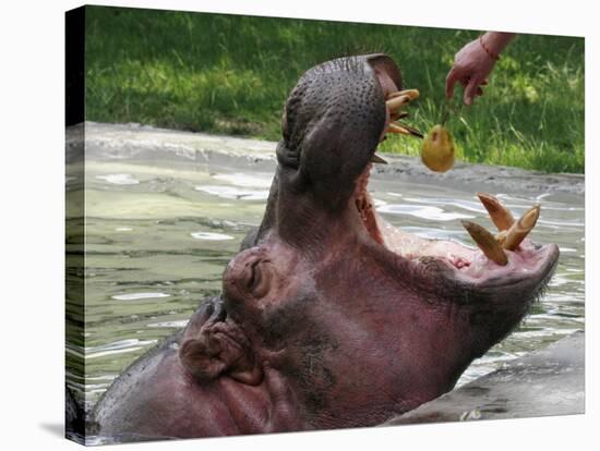 Keeper Feeds a Hippopotamus at the Kiev's Zoo, Ukraine-null-Stretched Canvas