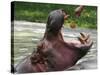 Keeper Feeds a Hippopotamus at the Kiev's Zoo, Ukraine-null-Stretched Canvas