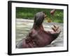 Keeper Feeds a Hippopotamus at the Kiev's Zoo, Ukraine-null-Framed Photographic Print