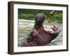 Keeper Feeds a Hippopotamus at the Kiev's Zoo, Ukraine-null-Framed Photographic Print