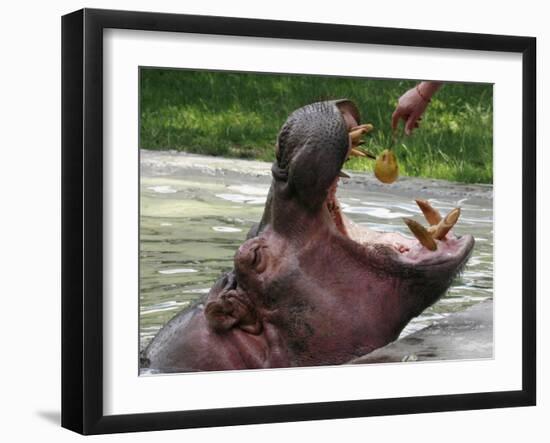 Keeper Feeds a Hippopotamus at the Kiev's Zoo, Ukraine-null-Framed Photographic Print