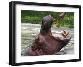 Keeper Feeds a Hippopotamus at the Kiev's Zoo, Ukraine-null-Framed Photographic Print