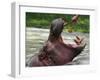 Keeper Feeds a Hippopotamus at the Kiev's Zoo, Ukraine-null-Framed Photographic Print