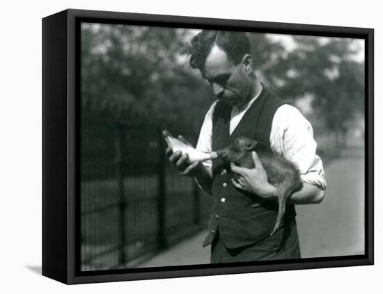 Keeper Harry Warwick Bottle Feeds a Baby Warthog at London Zoo, in August 1922-Frederick William Bond-Framed Stretched Canvas