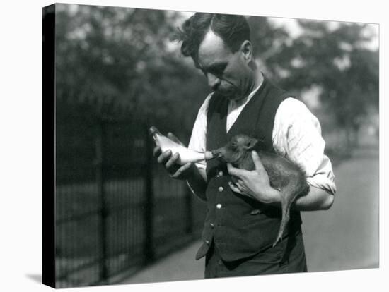 Keeper Harry Warwick Bottle Feeds a Baby Warthog at London Zoo, in August 1922-Frederick William Bond-Stretched Canvas