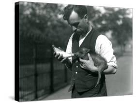 Keeper Harry Warwick Bottle Feeds a Baby Warthog at London Zoo, in August 1922-Frederick William Bond-Stretched Canvas