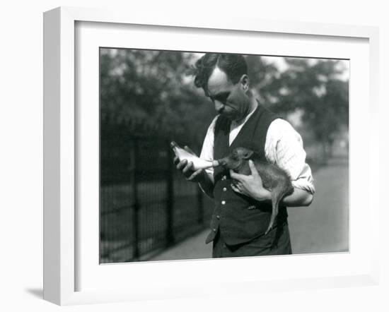 Keeper Harry Warwick Bottle Feeds a Baby Warthog at London Zoo, in August 1922-Frederick William Bond-Framed Photographic Print