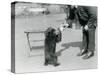 Keeper Harry Warwick Bottle Feeds a Sloth Bear Cub at London Zoo, August 1921-Frederick William Bond-Stretched Canvas