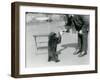 Keeper Harry Warwick Bottle Feeds a Sloth Bear Cub at London Zoo, August 1921-Frederick William Bond-Framed Premium Photographic Print