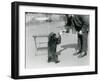 Keeper Harry Warwick Bottle Feeds a Sloth Bear Cub at London Zoo, August 1921-Frederick William Bond-Framed Premium Photographic Print