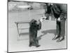 Keeper Harry Warwick Bottle Feeds a Sloth Bear Cub at London Zoo, August 1921-Frederick William Bond-Mounted Premium Photographic Print