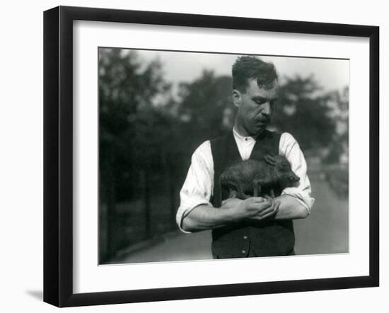 Keeper Harry Warwick Cradles a Baby Warthog in His Arms at London Zoo, August 1922-Frederick William Bond-Framed Premium Photographic Print