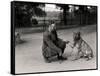 Keeper Leslie Martin Flewin with Peter, a Tame Wolf-Frederick William Bond-Framed Stretched Canvas