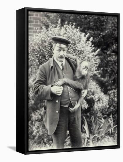 Keeper Z. Rodwell Holding Young Orangutan at London Zoo, October 1913-Frederick William Bond-Framed Stretched Canvas