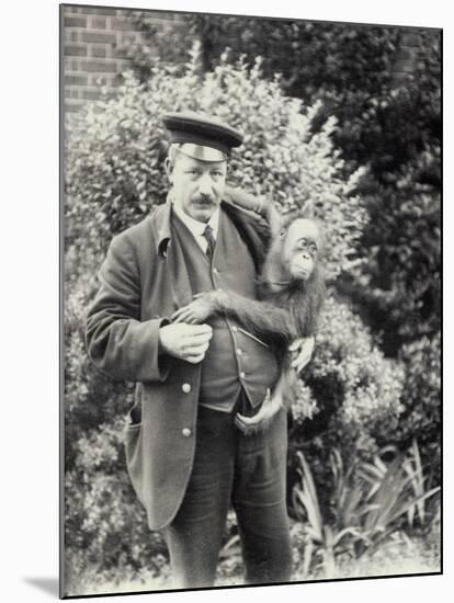 Keeper Z. Rodwell Holding Young Orangutan at London Zoo, October 1913-Frederick William Bond-Mounted Photographic Print