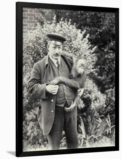 Keeper Z. Rodwell Holding Young Orangutan at London Zoo, October 1913-Frederick William Bond-Framed Photographic Print