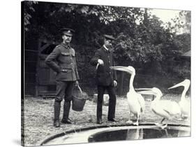 Keepers Alf Taylor (Right) and Bodman (Left) Feeding Fish to Pelicans at Poolside in London Zoo-Frederick William Bond-Stretched Canvas