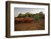 Keepers Lead Elephants-James Morgan-Framed Photographic Print