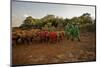 Keepers Lead Elephants-James Morgan-Mounted Photographic Print