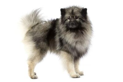 Keeshond Wolf Spitz Chien Loup Photographic Print Allposters Com