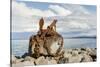 Keflavik on Reykjanes peninsula, monument with anchor in the harbor, Iceland-Martin Zwick-Stretched Canvas