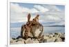 Keflavik on Reykjanes peninsula, monument with anchor in the harbor, Iceland-Martin Zwick-Framed Photographic Print