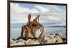 Keflavik on Reykjanes peninsula, monument with anchor in the harbor, Iceland-Martin Zwick-Framed Photographic Print