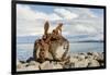 Keflavik on Reykjanes peninsula, monument with anchor in the harbor, Iceland-Martin Zwick-Framed Photographic Print