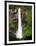 Kegon Water Falls-null-Framed Photographic Print